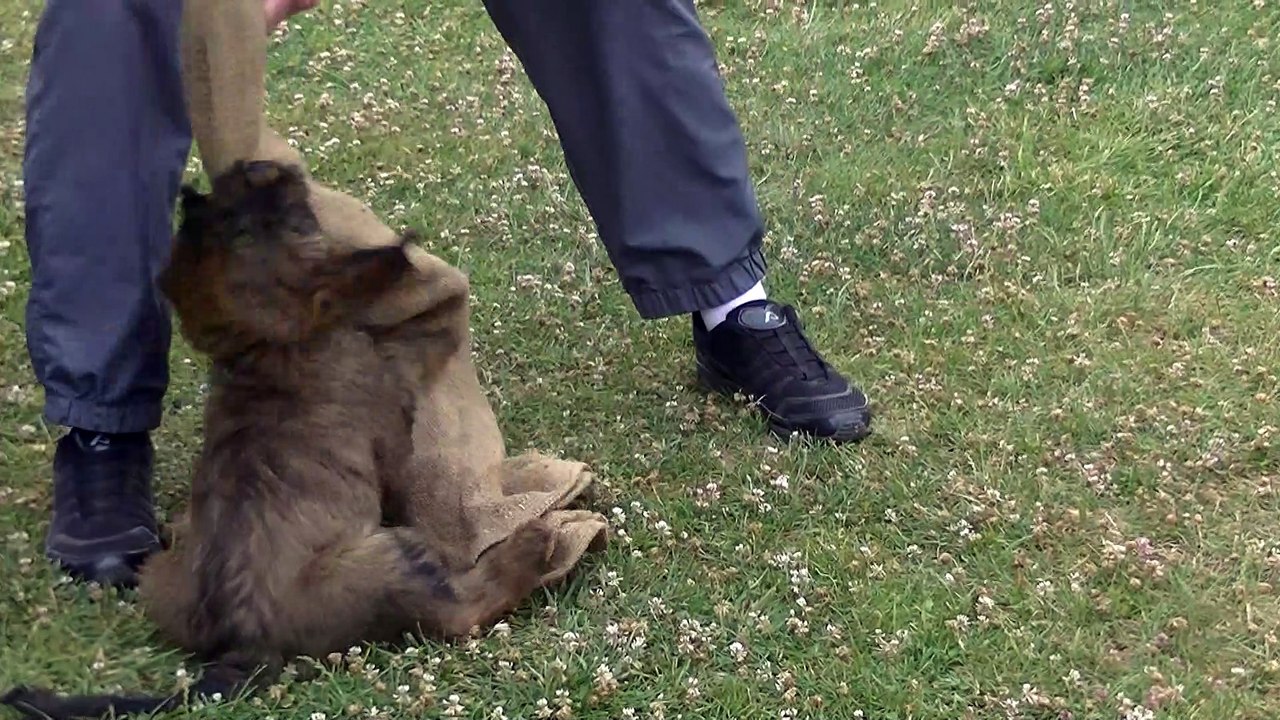 Test mordant : Norway  de l'Aubade aux Bergers à 8 semaines