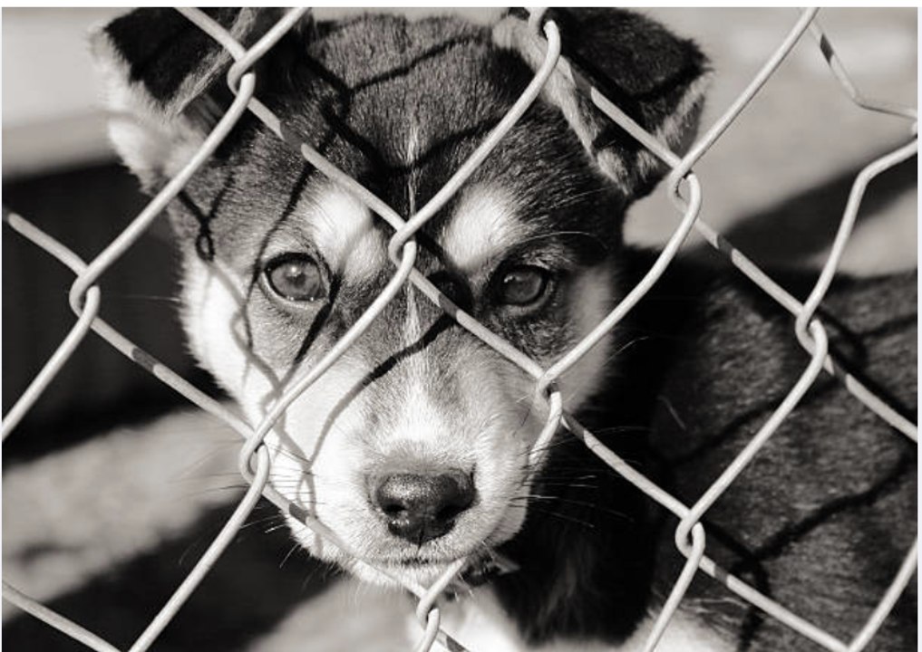 Why Rescue Dogs Make the Best Pets?