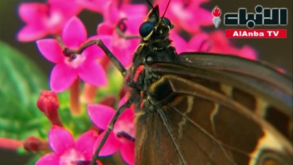 تزايد أعداد الفراشات في بريطانيا بسبب الطقس الحار