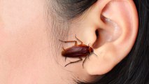 What If a Cockroach Crawled Into Your Brain?