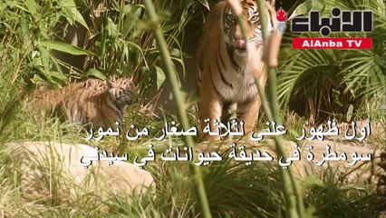 أول ظهور علني لثلاثة صغار من نمور سومطرة