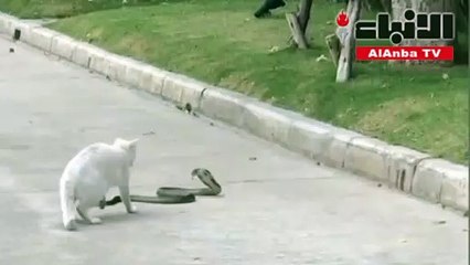 قط شجاع يهاجم كوبرا ويطردها من منطقته