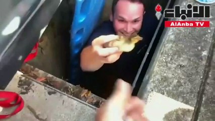 رجال إطفاء ينقذون فراخ بطة علقوا في مجرور مياه صرف صحي