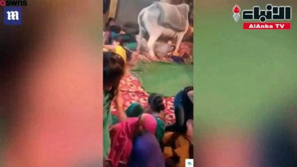 ثور هائج كاد يقتل طفلة في احتفال ديني