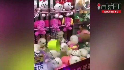 فضيحة في اليابان.. وضع كلاب حية في ماكينات للريح!