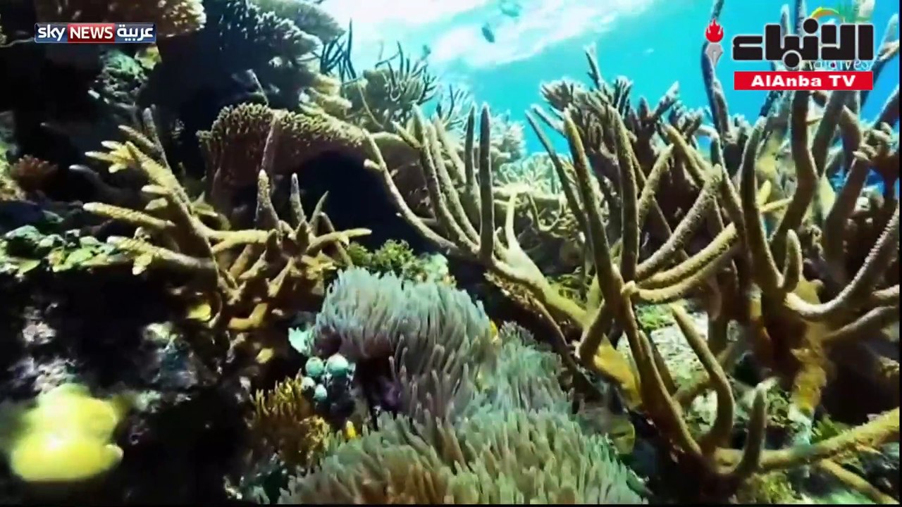 شهر العسل