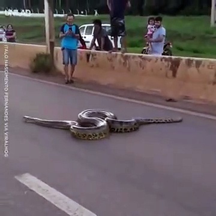 ثعبان أناكوندا عملاق توقف حركة المرور