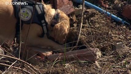 Bajban a világ egyik legjobb mentőkutyájának csapata