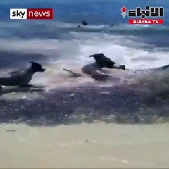 فيديو غير مسبوق لمعركة حامية بين كلاب وأسماك قرش