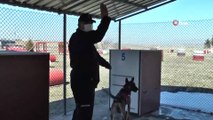 Deprem Arama Kurtarma Köpekleri JAKEM’de Eğitiliyor