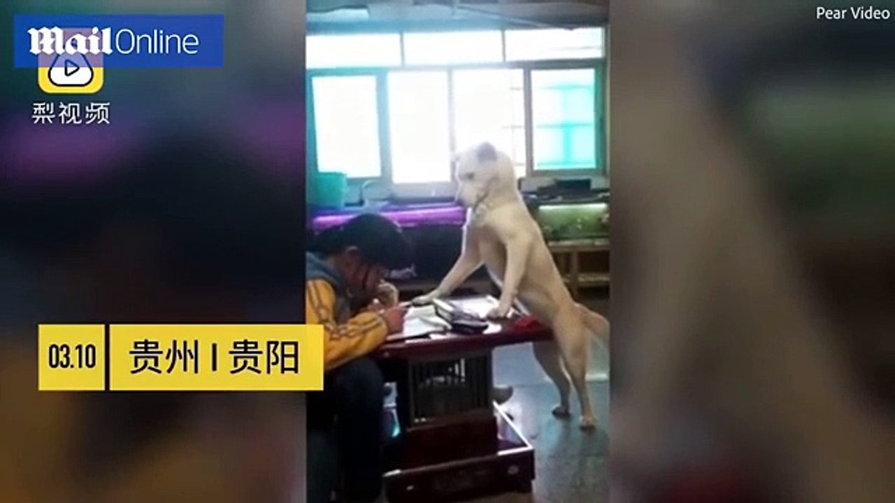 Parents train pet dog to supervise daughter as she does homework