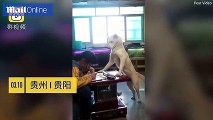 Parents train pet dog to supervise daughter as she does homework