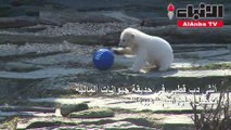 أنثى دب قطبي في حديقة حيوانات ألمانية تحصل على اسم 