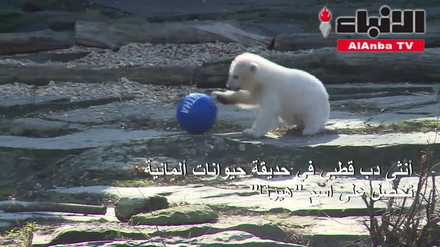 أنثى دب قطبي في حديقة حيوانات ألمانية تحصل على اسم هيرتا