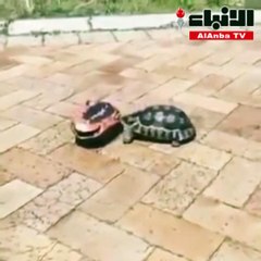 فيديو طريف لسلحفاة تساعد أخرى مقلوبة على ظهرها