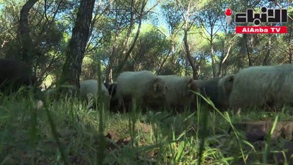 500 خروف ترعى العشب في أكبر حديقة في مدريد