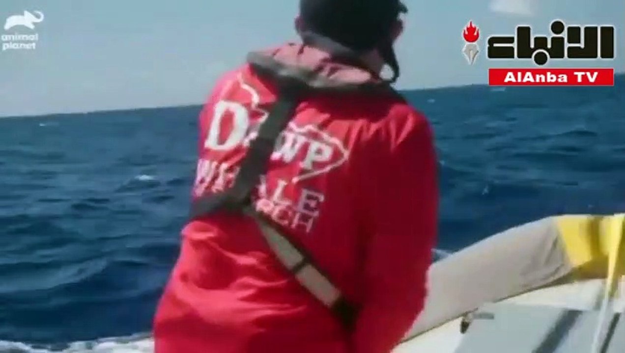 حوت العنبر يصطاد في أعماق المحيط