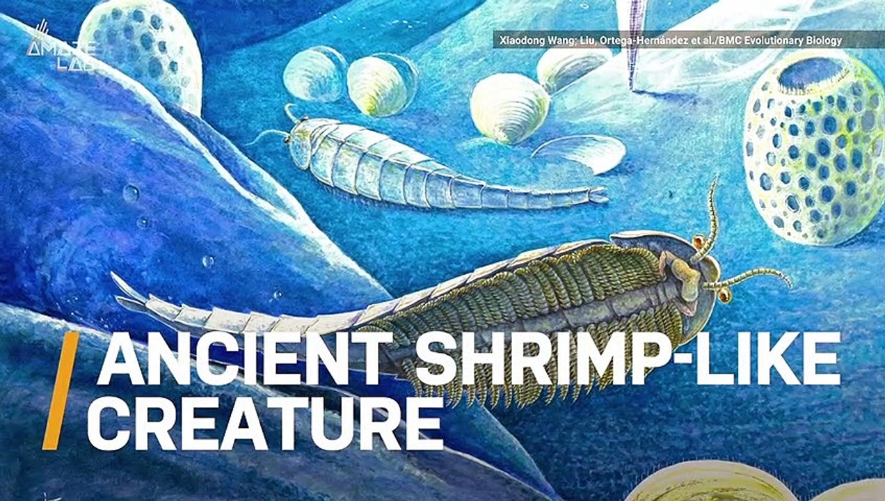 800 Dagger-Like Spines is What Sets These Ancient Shrimp Apart