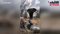رجل يسيطر على فيل بري بطريقة غريبة