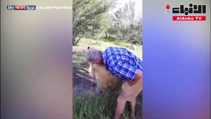 ثمن باهظ للتهور فيديو مخيف يرصد عقابا قاسيا من أسدين لرجل