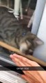 قطة تساعد صديقتها على فتح الباب تشعل الإنترنت