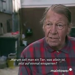 فرس عربية تجوب شوارع مدينة ألمانية بمفردها!