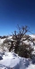 Dog Climbs Tree Attempting to Catch Roadrunner and Falls - 1022440