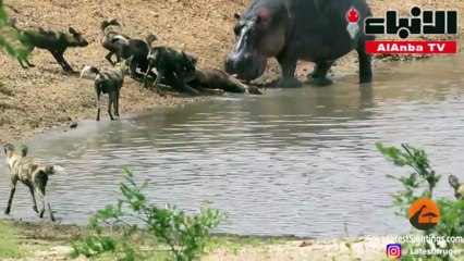 نهاية صادمة لغزال أنقذها فرس النهر من الغرق