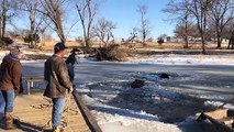 Cows Rescued from Frozen Pond