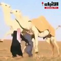 رد فعل ناقتين تجاه شابين حاولا لمسها!