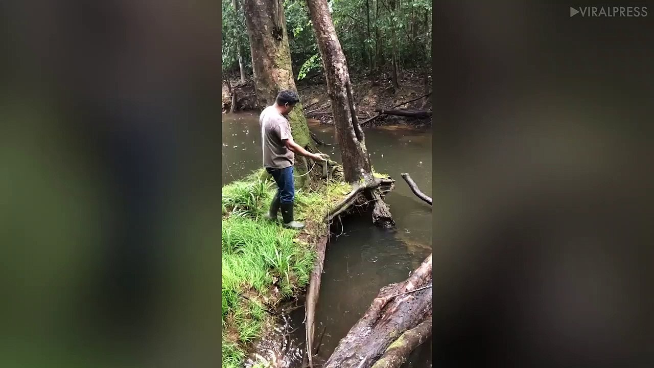 Huge fish Caught With Line In Brazil