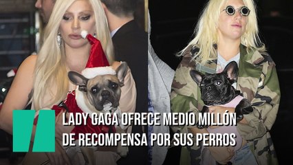 Medio millón de dólares para el que encuentre a los perros de Lady Gaga