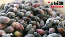 من الأشجار إلى موائدكم… هكذا يستخرج زيت الزيتون خطوة بخطوة