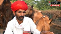 ازدياد الطلب على حليب الإبل يحول حياة سكان في الأرياف الهندية