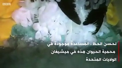 نسر يتجمد من البرد في الولايات المتحدة الأمريكية