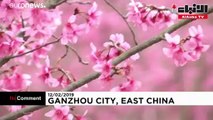 بحر من ألوان أزهار الكرز في مدينة قانشو الصينية