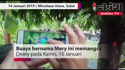 تمساح ضخم يقفز 8 أقدام ليفترس امرأة حية كانت تطعمه