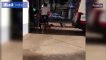 بوابة فيتو- كلاب تطارد صاحبها حتى المستشفى للاطمئنان على صحته (فيديو وصور)