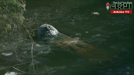 حيلة التماسيح لتبقى حية في بحيرة جمدها الصقيع