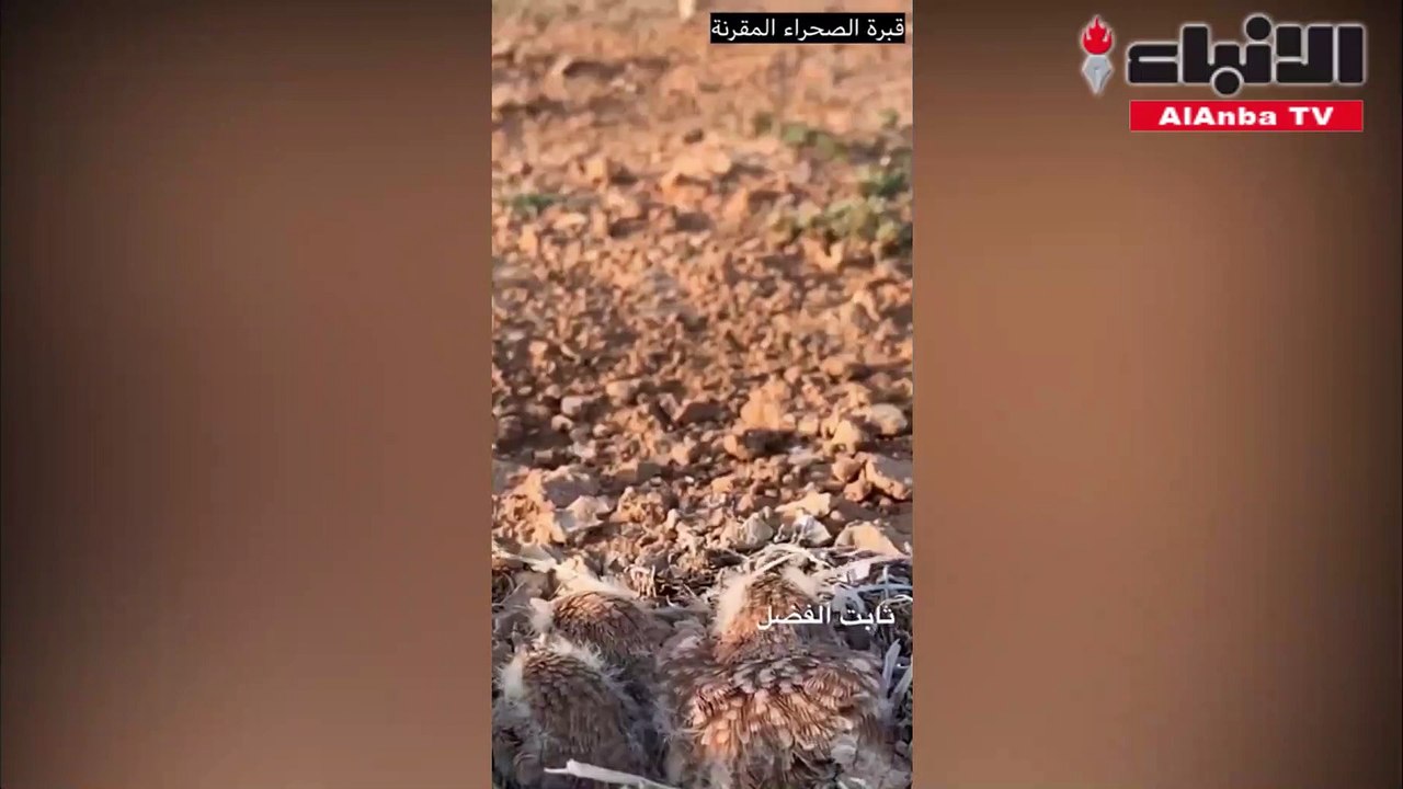 طائر يهاجم ناقة دفاعا عن صغاره!