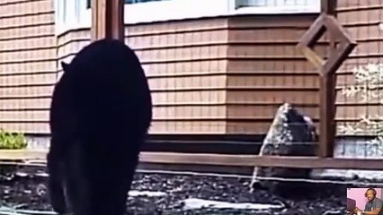 Try Not To Laugh Watching Funny Animals Compilation | Funniest Animals