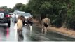 Lions Of Kruger Park And Sabi Sand - Mantimahle Manenjjies - Facebook