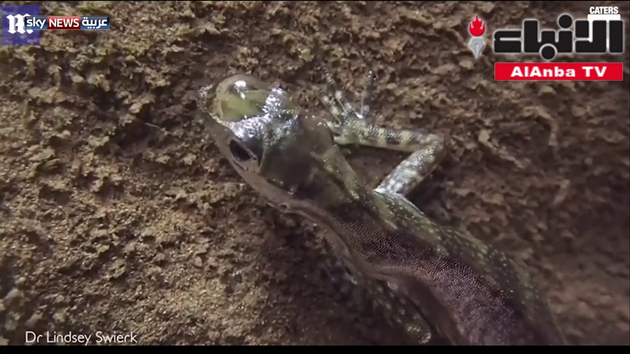 6.0