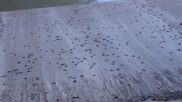 Hundreds of bats killed by Texas freeze