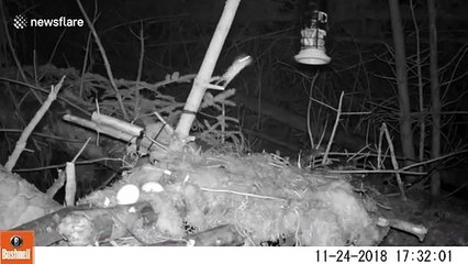 Упорный мышонок