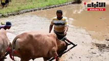 سباقات الثيران الهائجة في حقول أرز موحلة تقليد يتواصل عبر الأجيال في إندونيسيا