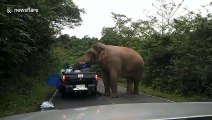 فيل هائج يهاجم سيارة عائلة