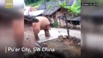 Frequent visits by wild elephant annoy villagers in southwest China