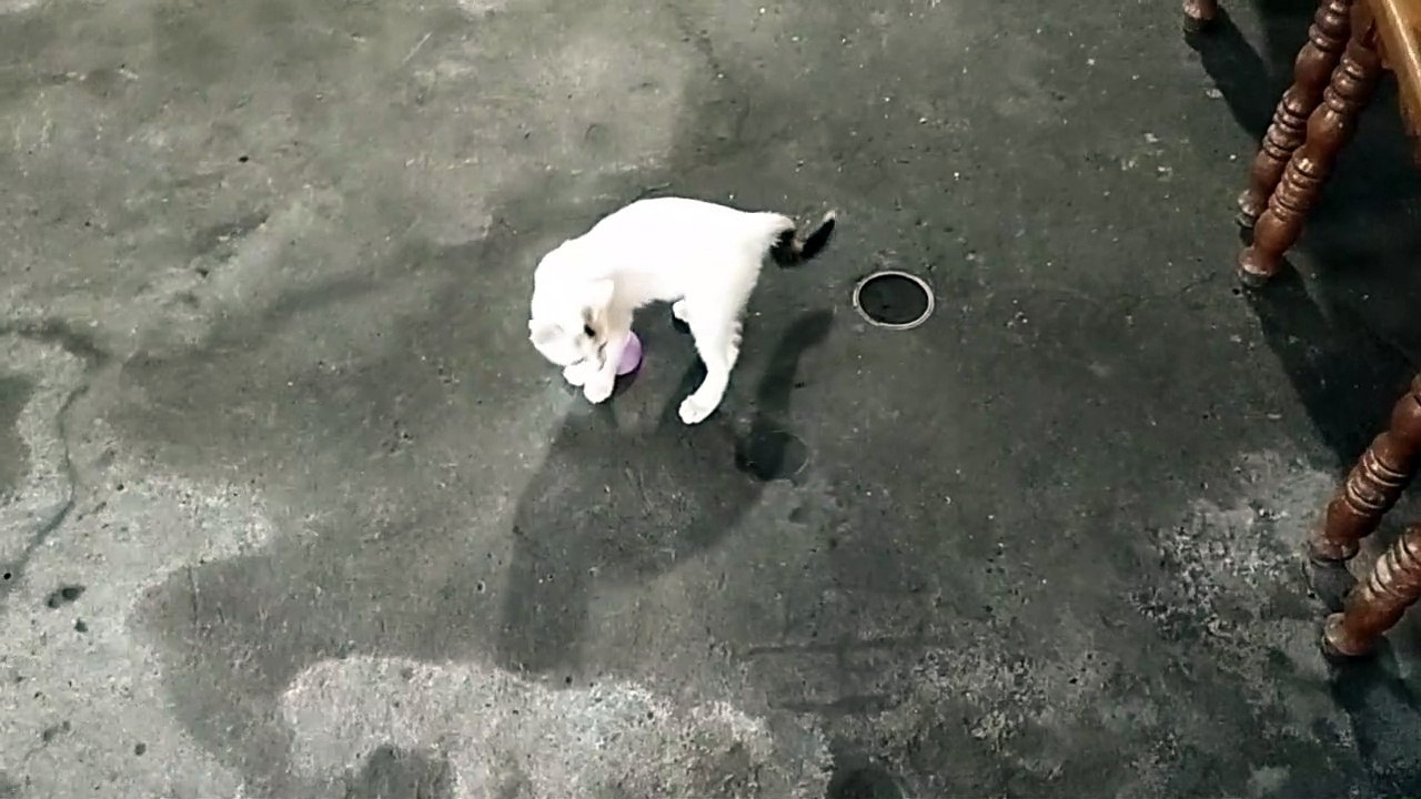 my palangga