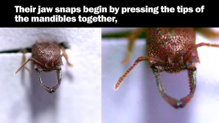 The Fastest Animal on Earth the Snap-Jaw Ant